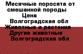 Месячные поросята от смешанной породы. › Цена ­ 1 500 - Волгоградская обл. Животные и растения » Другие животные   . Волгоградская обл.